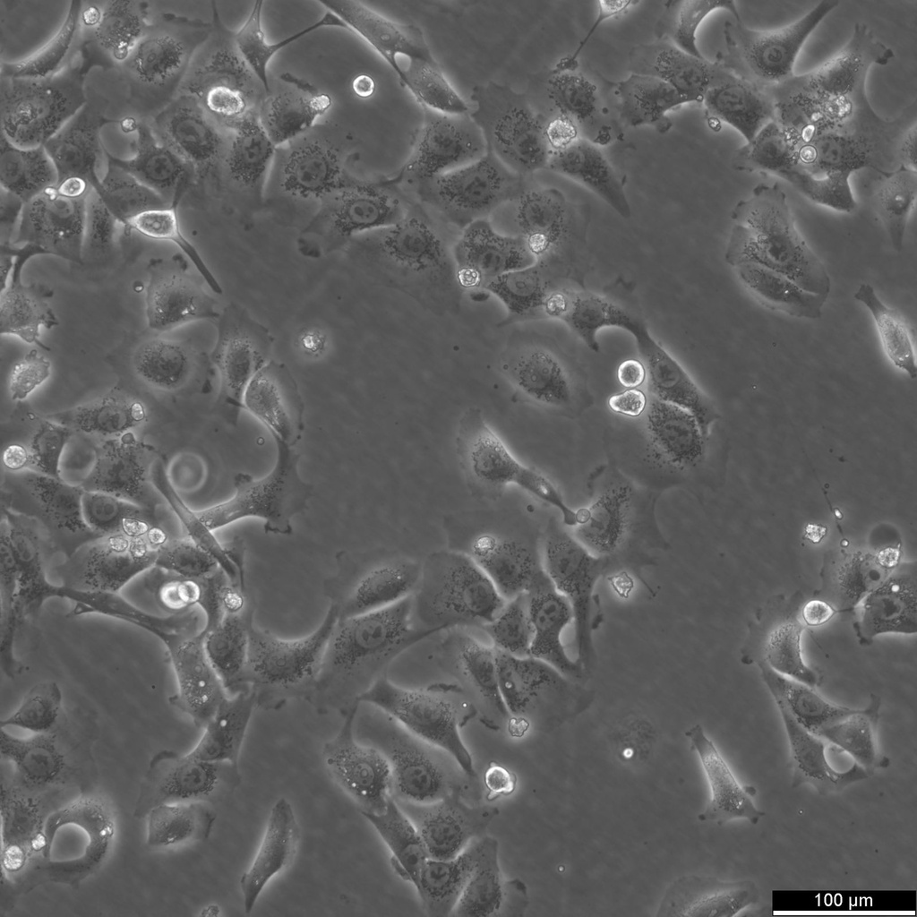 BHT101 Cells